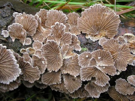 Đặc Sản Nấm Chân Chim Bắc Hà